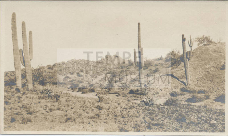 Cactus Landscape in Desert, Tempe