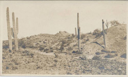 Cactus Landscape in Desert, Tempe