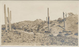 Cactus Landscape in Desert, Tempe