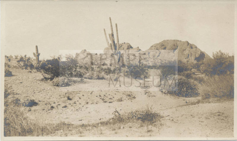Tempe Desert Landscape