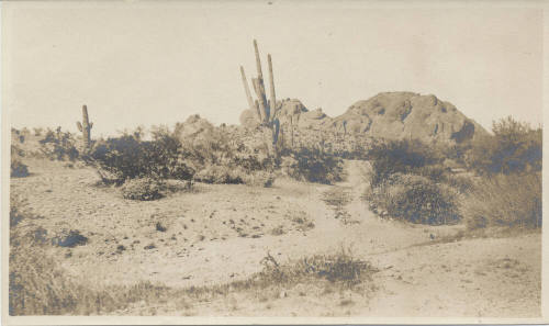Tempe Desert Landscape