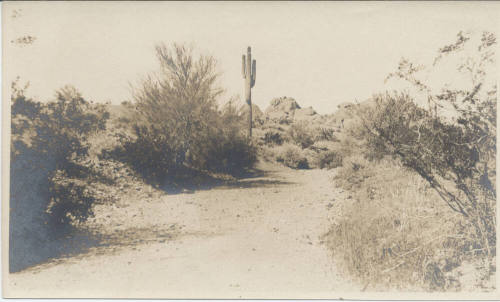 View of Tempe Desert Landscape