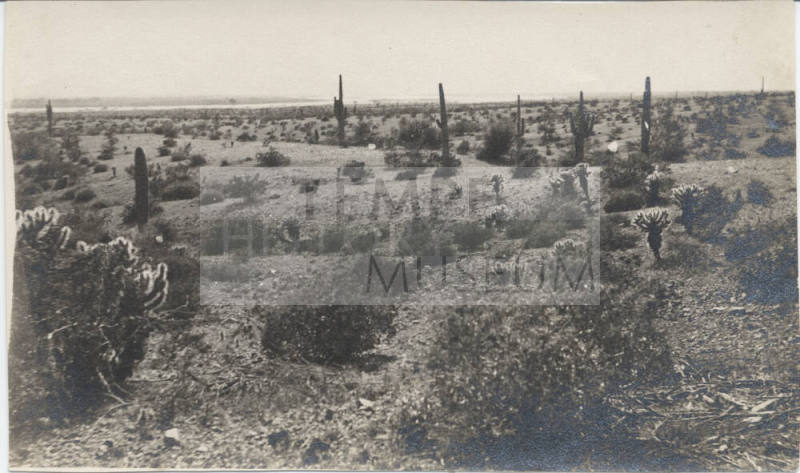 View of Tempe Desert Landscape