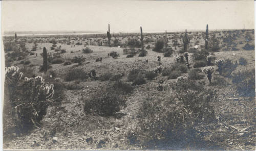 View of Tempe Desert Landscape
