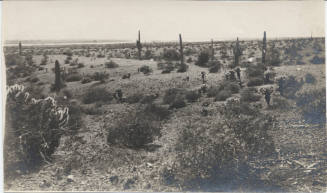 View of Tempe Desert Landscape