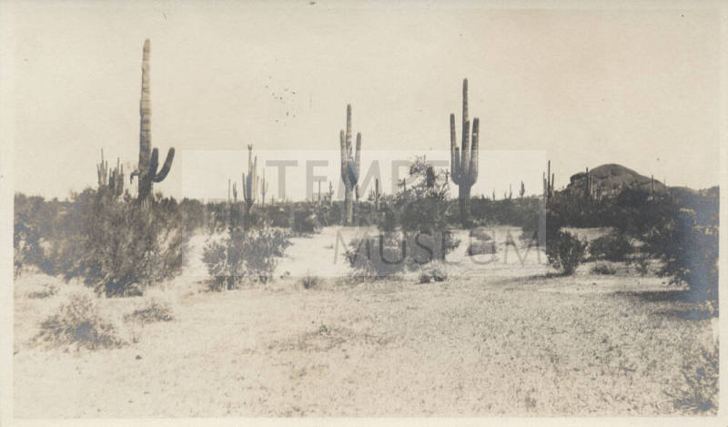 View of Cactus in Desert Tempe
