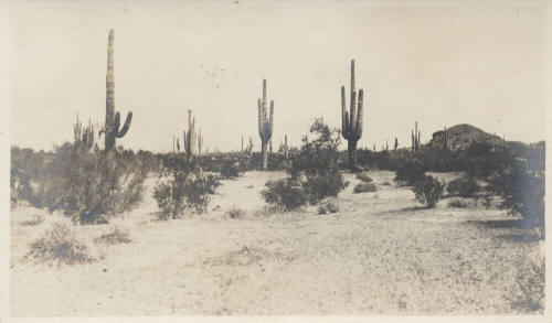 View of Cactus in Desert Tempe