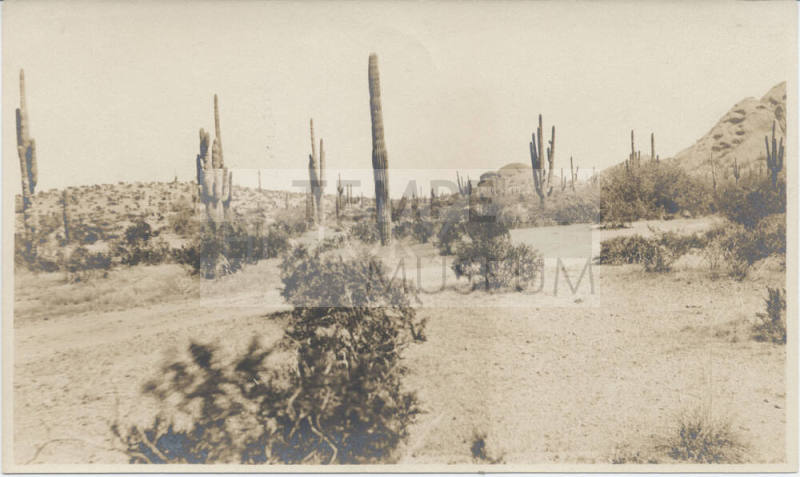 View of Cactus in Desert Tempe