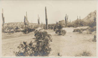 View of Cactus in Desert Tempe