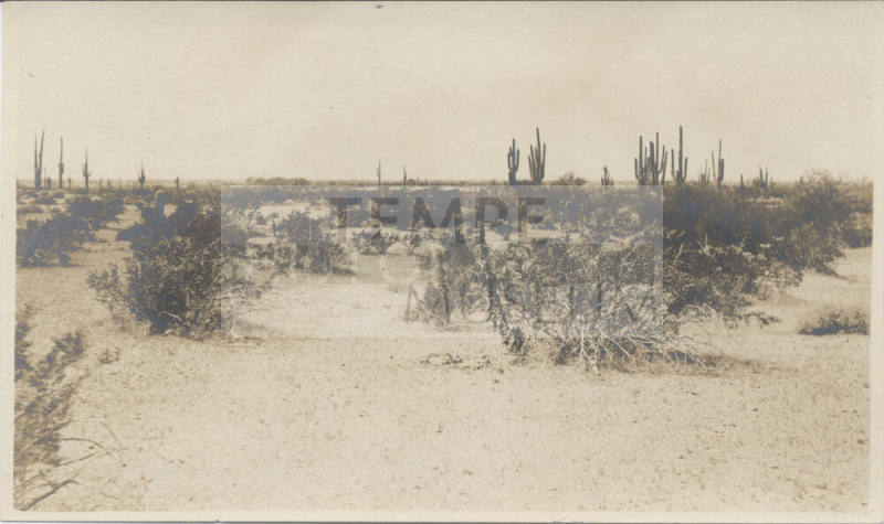 View of Tempe Desert Landscape