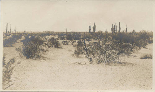 View of Tempe Desert Landscape
