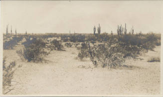 View of Tempe Desert Landscape