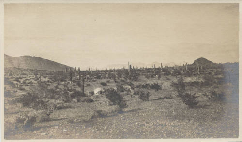 View of Tempe Desert Landscape