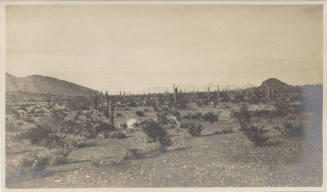View of Tempe Desert Landscape