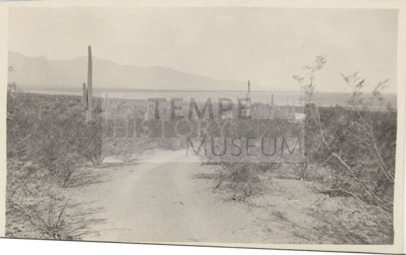 View of the Sonoran Desert