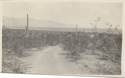 View of the Sonoran Desert