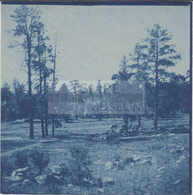View of Meadow and Pine Prescott,Arizona