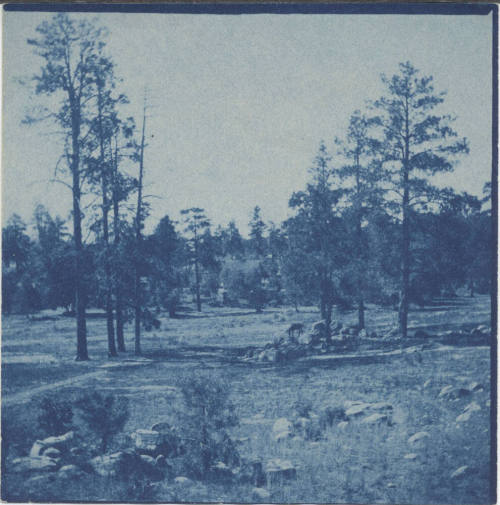 View of Meadow and Pine Prescott,Arizona