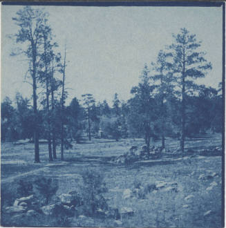 View of Meadow and Pine Prescott,Arizona