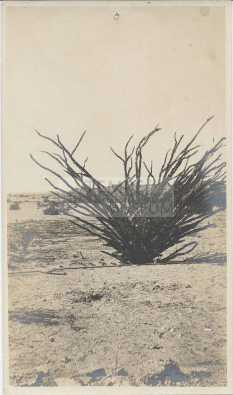 Landscape View of Tempe Desert