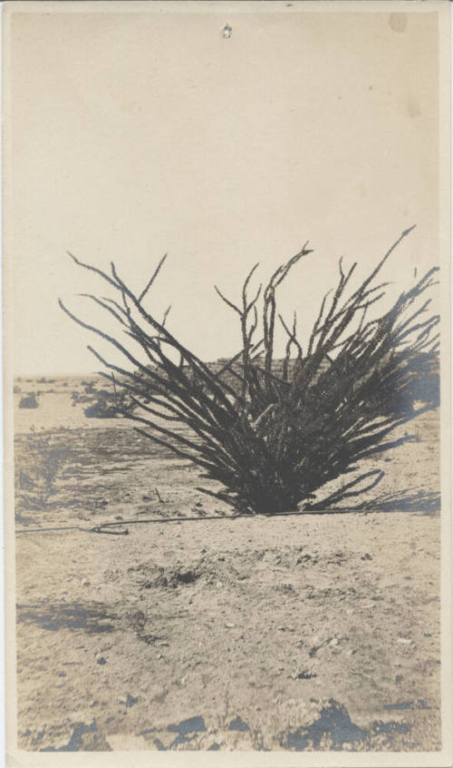 Landscape View of Tempe Desert