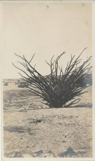 Landscape View of Tempe Desert