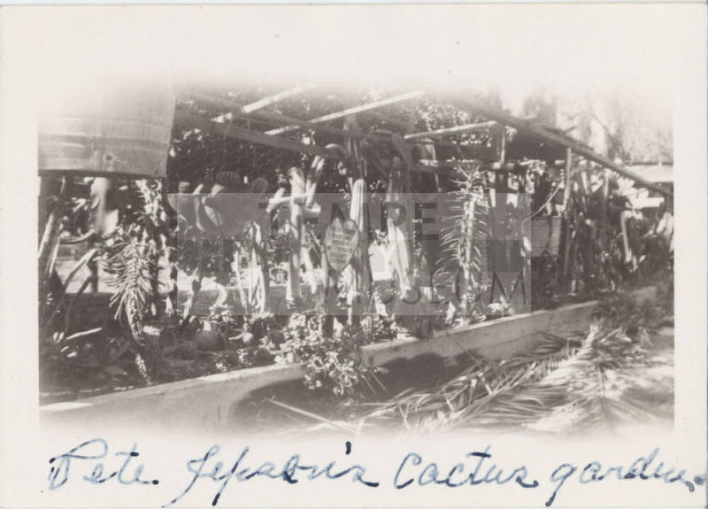 Photo of Pete Jepsons's Cactus Garden