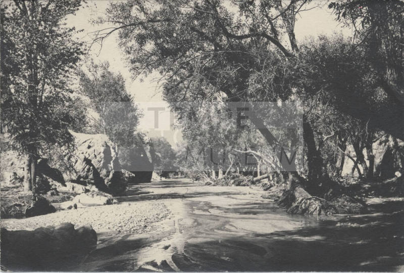 View of Arizona Stream and Trees