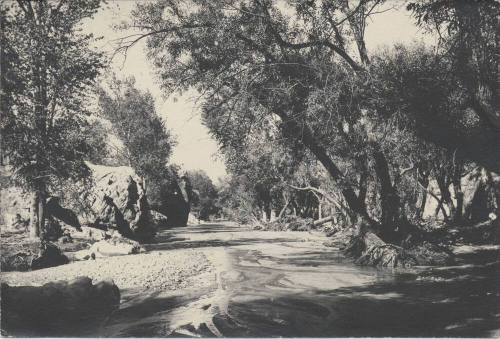 View of Arizona Stream and Trees