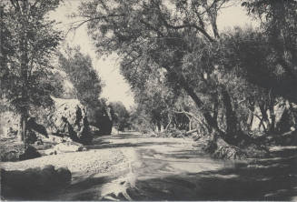View of Arizona Stream and Trees