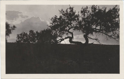 Evening View of Arizona Desert Landscape