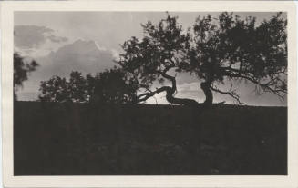 Evening View of Arizona Desert Landscape