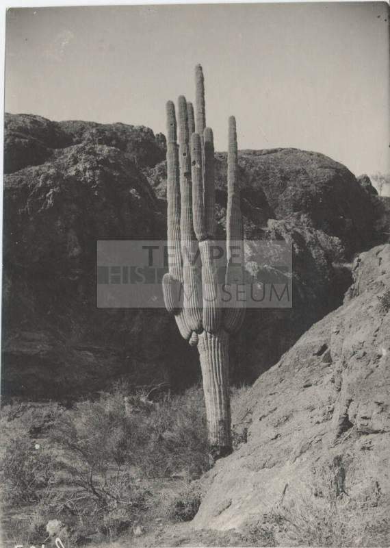 View of a Cactus with Mountains in Back