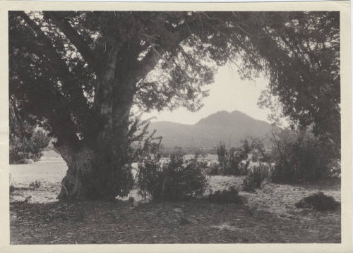 View of Arizona Desert Landscape