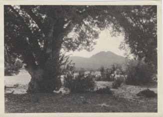 View of Arizona Desert Landscape