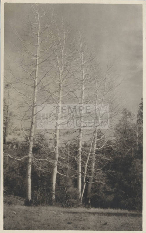 View of White Trees by a Forest, Arizona