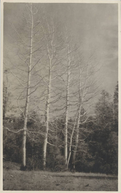 View of White Trees by a Forest, Arizona