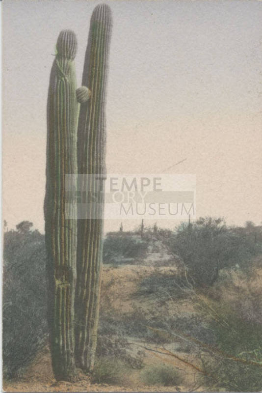 Hand Colored Photograph of Desert Catcus