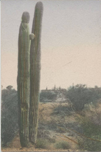 Hand Colored Photograph of Desert Catcus