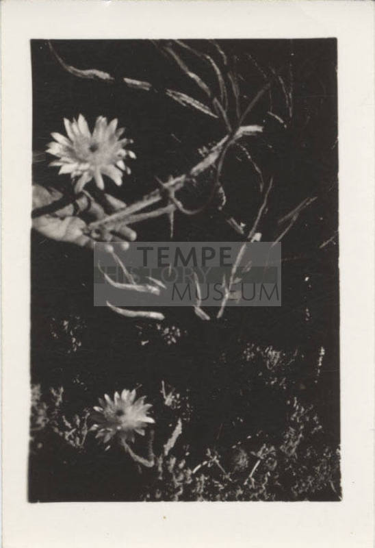 Close Up Photograph of a Cactus Flower