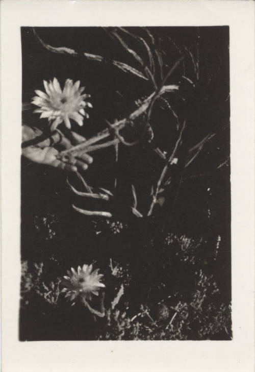 Close Up Photograph of a Cactus Flower