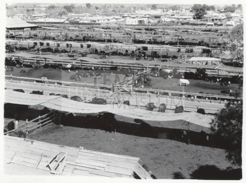 McElhaney Cattle Company, Tempe