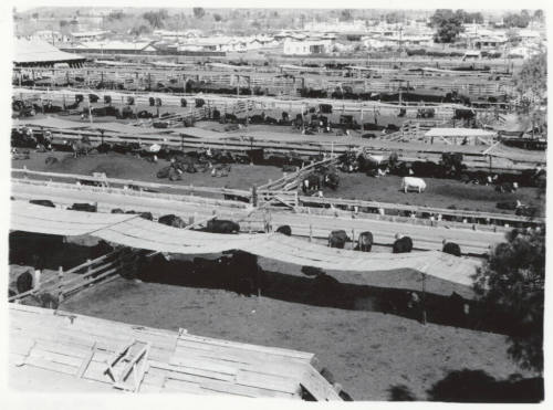 McElhaney Cattle Company, Tempe