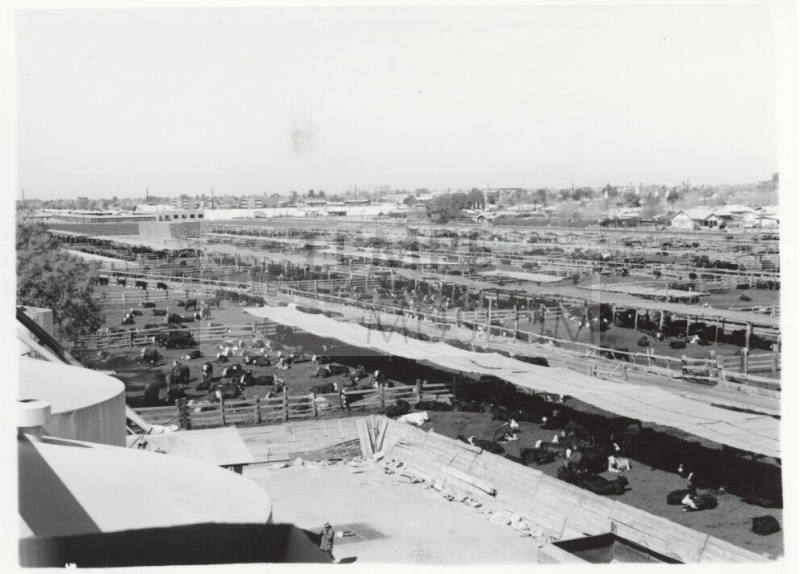 McElhaney Cattle Company, Tempe