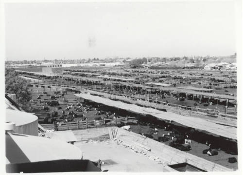 McElhaney Cattle Company, Tempe