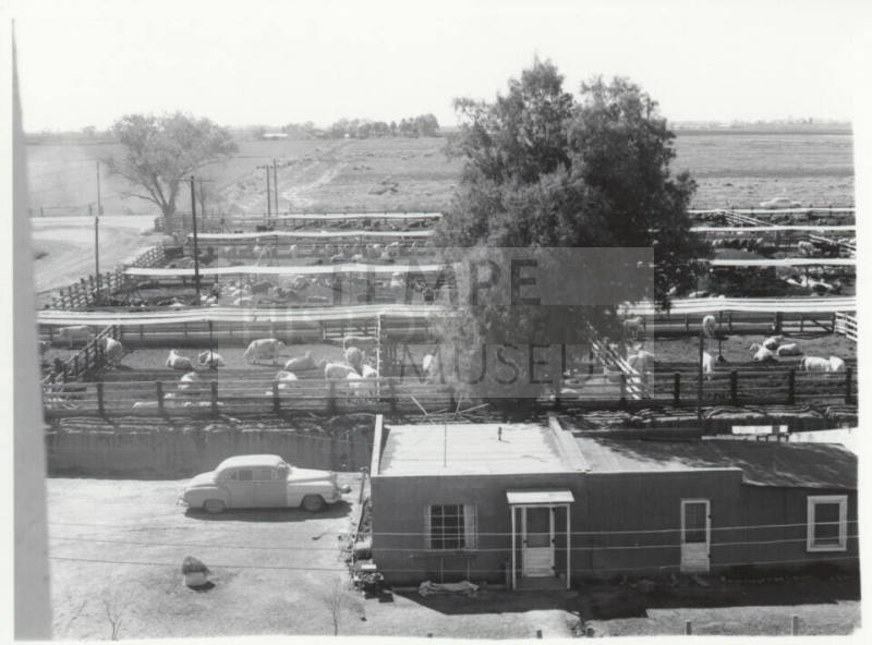 McElhaney Cattle Company, Tempe--Cattle yard/house in foreground