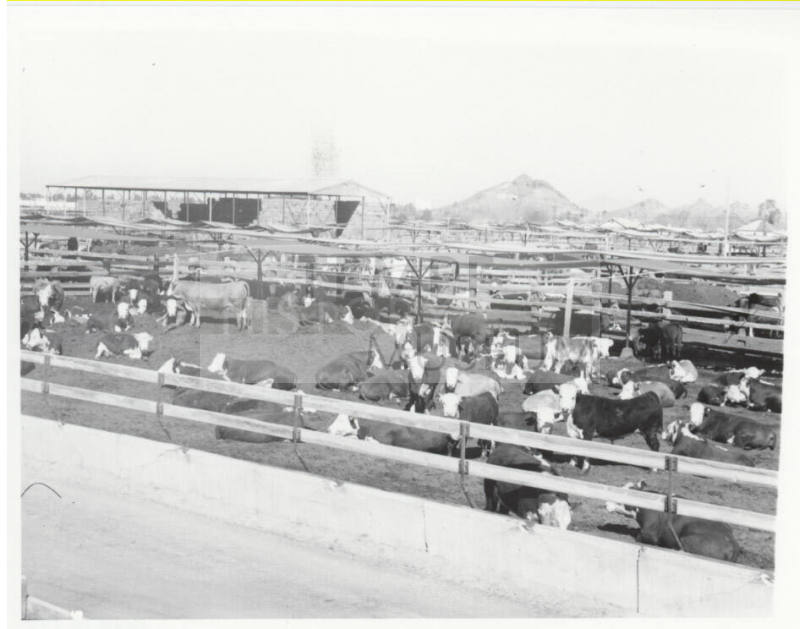 McElhaney Cattle Company, Tempe