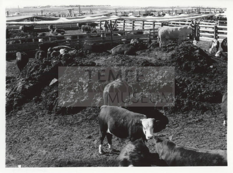 McElhaney Cattle Company, Tempe