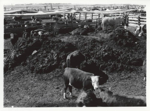 McElhaney Cattle Company, Tempe