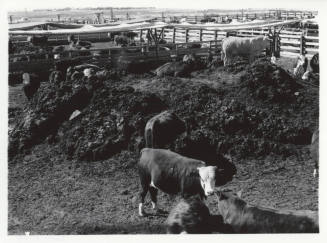 McElhaney Cattle Company, Tempe